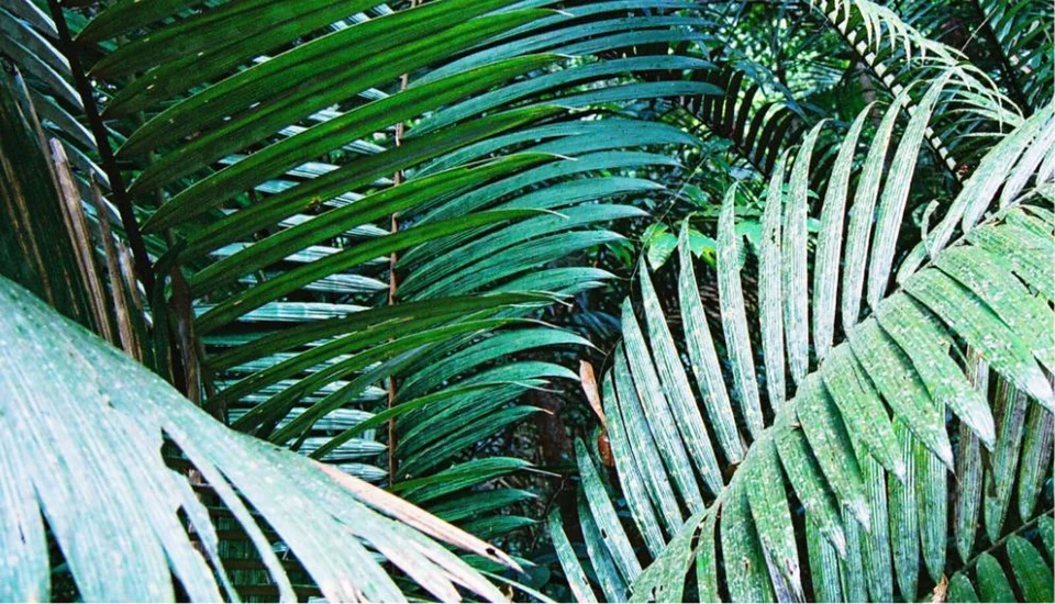 Sisley soutient des projets de préservation de l'environnement et de biodiversité tant à l'échelle internationale qu'en France.