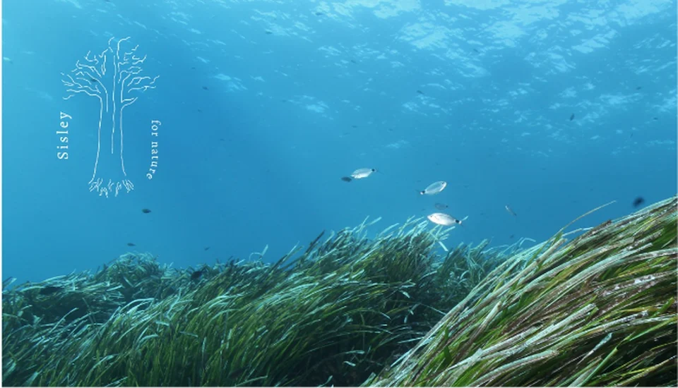 Parallèlement à ses propres initiatives, Sisley soutient des produits et des organismes de bienfaisance par le biais de différents programmes visant à protéger l'environnement et les écosystèmes locaux.