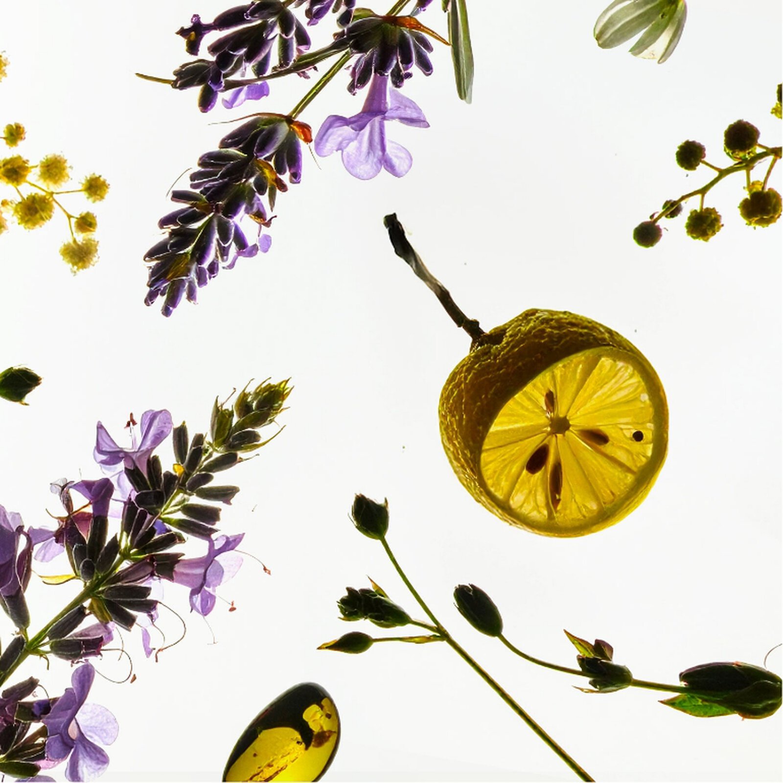 Lavender, mimosa, verbena, lemon, green leaves